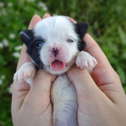 Korean Babydoll Stoick - Black gold and white male Mal-Shi puppy in Barren Springs, Virginia from Seeking Shalom Acres Maltese, Maltipoos & Havamalts