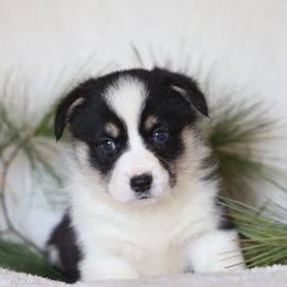 Ace - Black and tan male Pembroke Welsh Corgi puppy in Morgantown, Pennsylvania from Goldstar Puppies (License Number 18519)