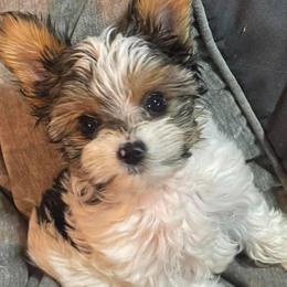 Kelsey - Chocolate, tan and white female Yorkshire Terrier puppy in Kingston, Oklahoma from Lake Life