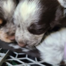 English Springer Spaniel Puppies from Savannah River Springers