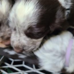 English Springer Spaniel Puppies from Savannah River Springers