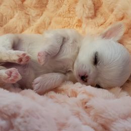 Chihuahua Puppies from Toyville Chihuahuas