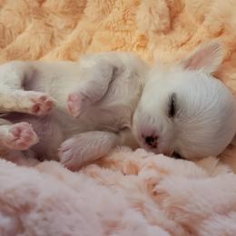 Chihuahua Puppies from Toyville Chihuahuas