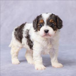 Abe - Merle male Cavapoo puppy in Apple Creek, Ohio from Grandeur Valley Puppies