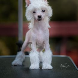 Chinese Crested Puppies from Candella Chinese Cresteds