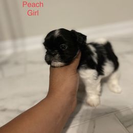 Peach Girl - Shih Tzu puppy in Conroe, Texas from NINKENNEL