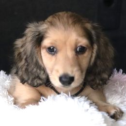 Black Collar Boy 2 - Cream male Dachshund puppy in Azle, Texas from American Dachshunds