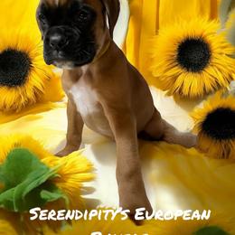 Boxer Puppies from Serendipity's European Boxers