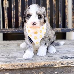 Boy 6 - Blue merle male Bernedoodle puppy in Salt Lake County, Utah from Coco Avenue Pups