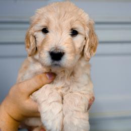 Aurora (light pink) - Cream female Goldendoodle puppy in Portsmouth, Virginia from Hopping Howlers Ranch