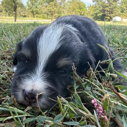 Sweet Girl 3-Black Tri - Black tri-color female Australian Shepherd puppy in Mayfield, Kentucky from Hamilton Farms