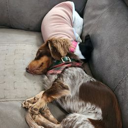 Dachshund puppies from Dogwood Doxies