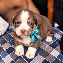 Navigator - Liver and white male Cardigan Welsh Corgi puppy in Denham Springs, Louisiana from Haggard Family Corgis
