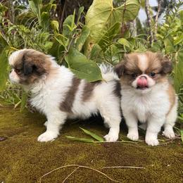 Japanese Chin puppies from A few of my favorite Japanese Chins