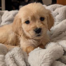 Yellow - Golden female Golden Retriever puppy in Madison, Ohio from Heckmans English Cream Golden Retrievers