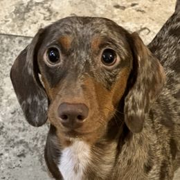 Daphne - Dachshund