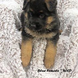 German Shepherd Puppies from Valiant Shepherds