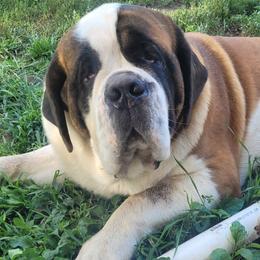 Odin - Saint Bernard