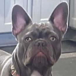 Prada - French Bulldog