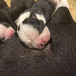 Boy 5 - Black and white male Boston Terrier puppy in Mc Donough, Georgia from Ballard Boston Terriers