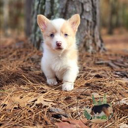 Winifred - Sable merle and white female American Corgi puppy in Cameron, North Carolina from Butts Family Corgis