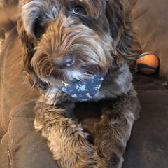 River - Australian Labradoodle