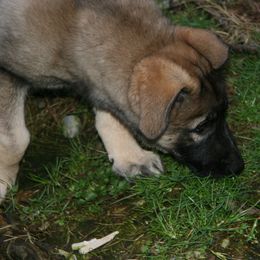 Shiloh Shepherd Puppies from Solace Shilohs