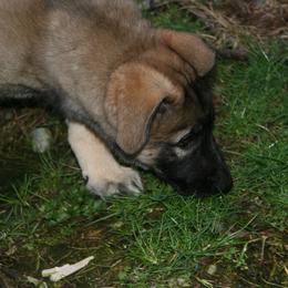 Shiloh Shepherd Puppies from Solace Shilohs