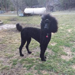 Poodles from Kindews "Lela" of Shiloh Gardens