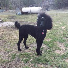 Poodles from Kindews "Lela" of Shiloh Gardens