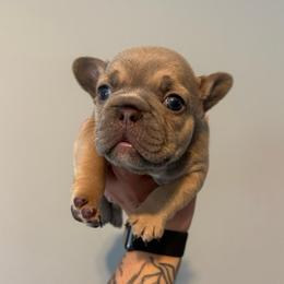 Lilac Fawn with Tan Points Boy - Blue fawn male French Bulldog puppy in Grafton, Ohio from K&J Frenchies