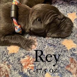 Great Dane Puppies from Taylor's Tails of Joy