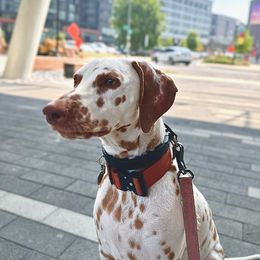Dream - Dalmatian