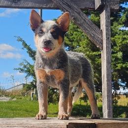 Australian Cattle Dog Puppies from TLC Cattle dogs