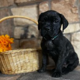 Teal collar - Black brindle female Cane Corso puppy in Tucson, Arizona from Cane Corso Friends