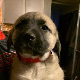 Female 5 - Fawn female Anatolian Shepherd Dog puppy in Daggett, Michigan from T&S Anatolians
