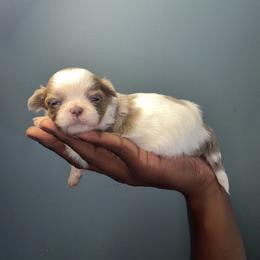 Zin - Lilac female Shih Tzu puppy in Union City, Georgia from Chinx Puppy Songs