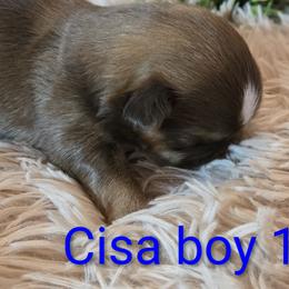 Boy 1 - male Shih Tzu puppy in Roanoke, Virginia from Adeline Joys Shih tzus of Roanoke Virginia