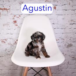 Agustin - male Aussiedoodle puppy in Calhoun, Georgia from Happy Top Doodles