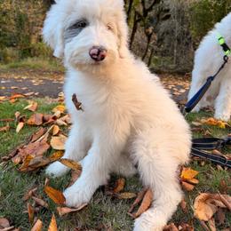 Hope - Blue merle and white female Sheepadoodle puppy in Vernonia, Oregon from Life Unleashed Farm