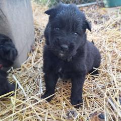 Black Boy - Belgian Tervuren puppy from Katahdin Kennel Belgian Tervurens