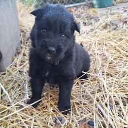 Black Boy - Belgian Tervuren puppy from Katahdin Kennel Belgian Tervurens