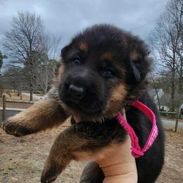 Girl 1 - Black and red female German Shepherd puppy in Roanoke, Alabama from Von Schönen Träumen German Shepherds