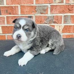 Mario - Blue male Pomsky puppy in Henderson, Kentucky from Paris Pomskies