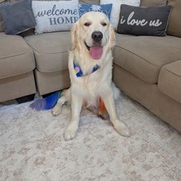 Golden Retriever Puppies from Top Gun Golden Retrievers