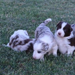 Border Collie Puppies from M and J Farm