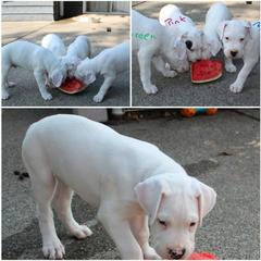 Dogo Argentino Puppies from K&B Southern Oregon Argentino Dogos