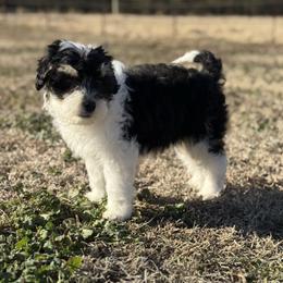 Sasha - Black tri-color female Aussiedoodle puppy in Charleston, Arkansas from Lazy S Aussies