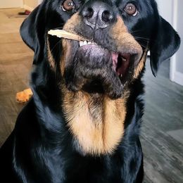 American Bully and Rottweiler All Grown Up from White's K9 Connection