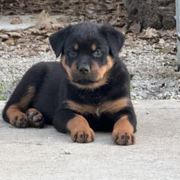 Rottweiler Puppies from Cross Creek Rottweilers